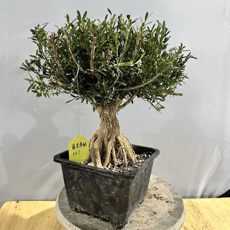 小叶皱皮雀舌黄杨盆景老桩素材微盆景