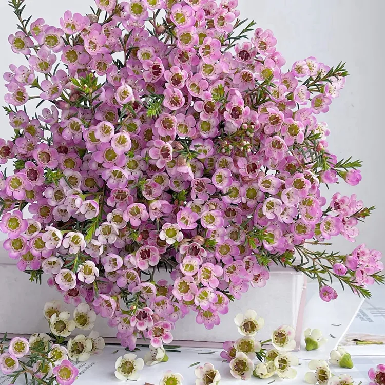 【澳洲腊梅】A级/拉萨乌市等地可包邮/浓香鲜花