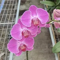 幸福时光蝴蝶兰盆栽花卉多年生室内阳台易养护爆花强