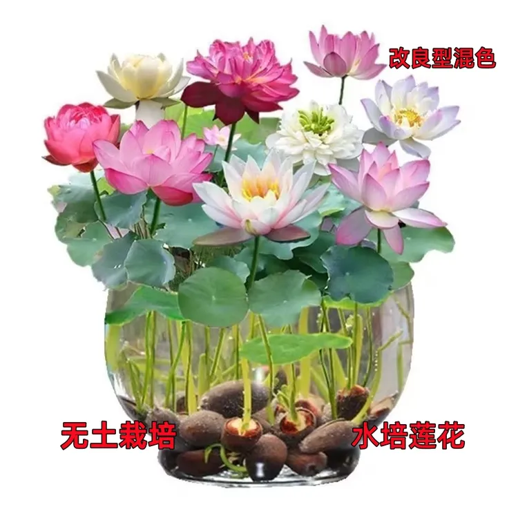 【新水培莲子】开口盆栽无土水培莲花四季开花赠营养液秋冬播种育苗