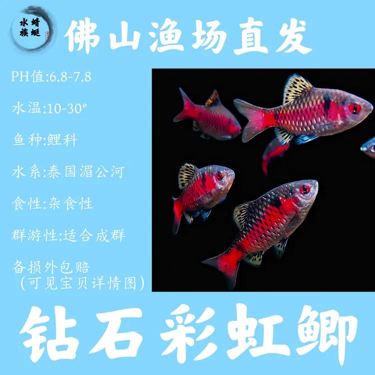 【钻石彩虹鲫公鱼】冷水耐寒原生观赏鱼无需加温群游好养新手活体