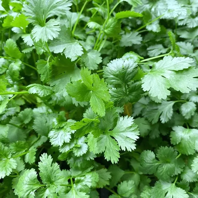 小叶香菜种子老品种芫荽蔬菜种孑小香菜特香四季阳台盆栽农家庭种