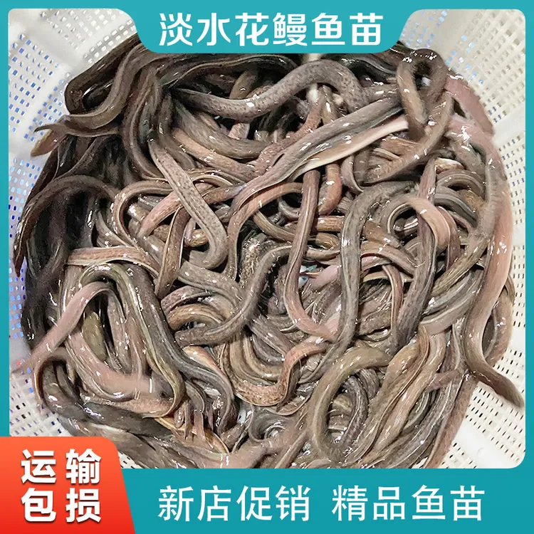 花鳗鱼苗鳗苗花鳝苗白鳝苗大型鳗鱼苗鱼塘鱼苗批发淡水鱼苗