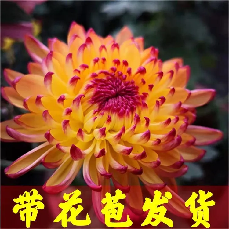 大花型变色菊盆栽带花苞多年生耐寒适合室内外种植