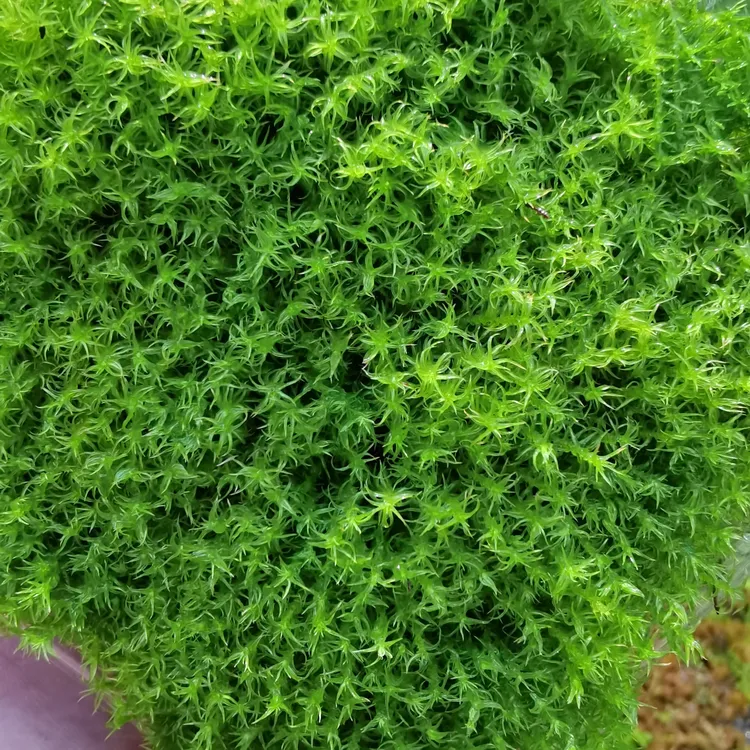 耐晒星星藓 微景观 假山 庭院 微型景观 拍一发6