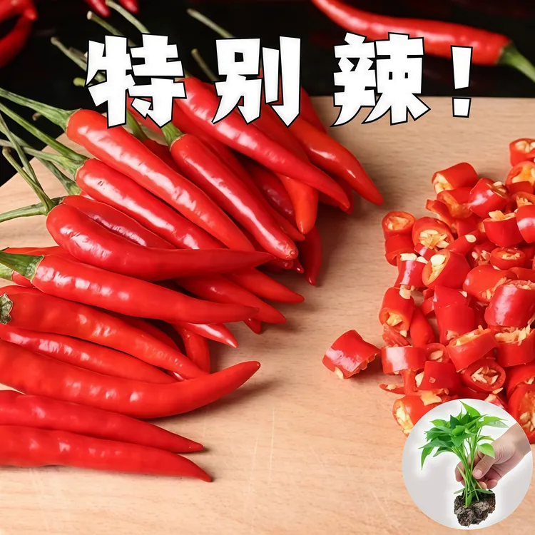 特辣超辣烈焰小米椒小米辣朝天椒秧苗辣椒苗带土发蔬菜苗高产绿植