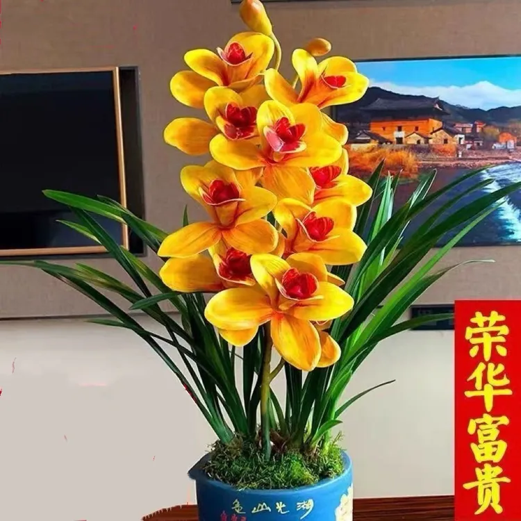 兰花苗四季兰【荣华富贵】建兰开花浓香型好养绿植阳台客厅兰花卉