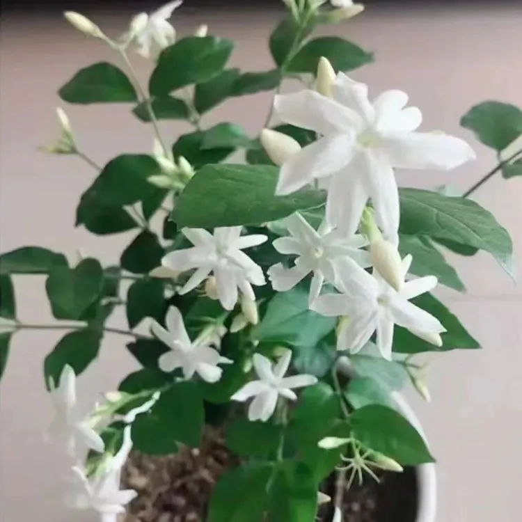 笔尖茉莉花独杆棒棒糖重瓣盆栽基地直发带花苞夏季开花花卉绿植