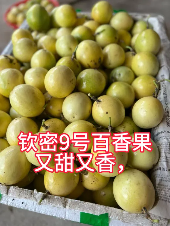 钦蜜9号百香果鲜甜饱满多汁当季新鲜水果