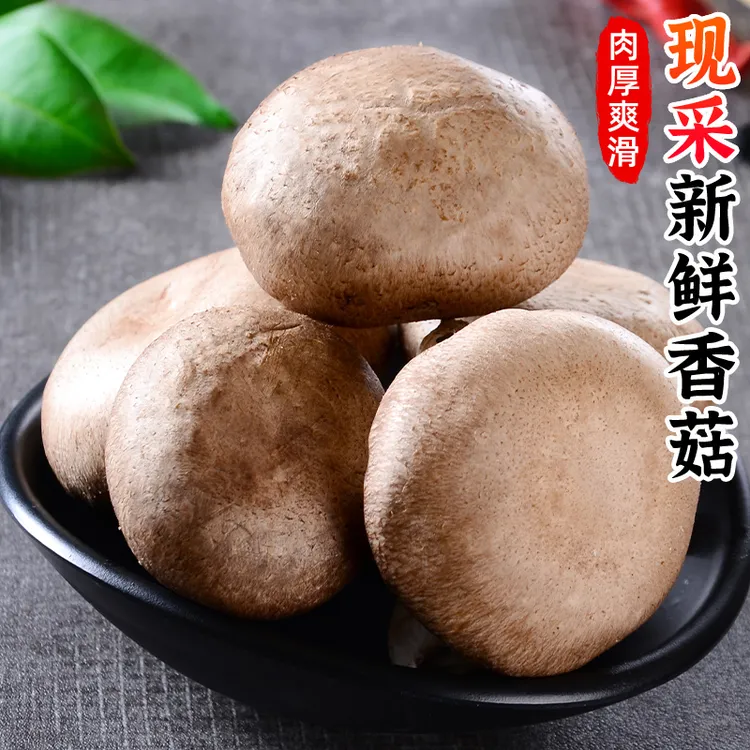 【肉厚爽滑】新鲜香菇0.5斤-5斤采摘菌菇蘑菇煲汤火锅菜冬菇蔬菜