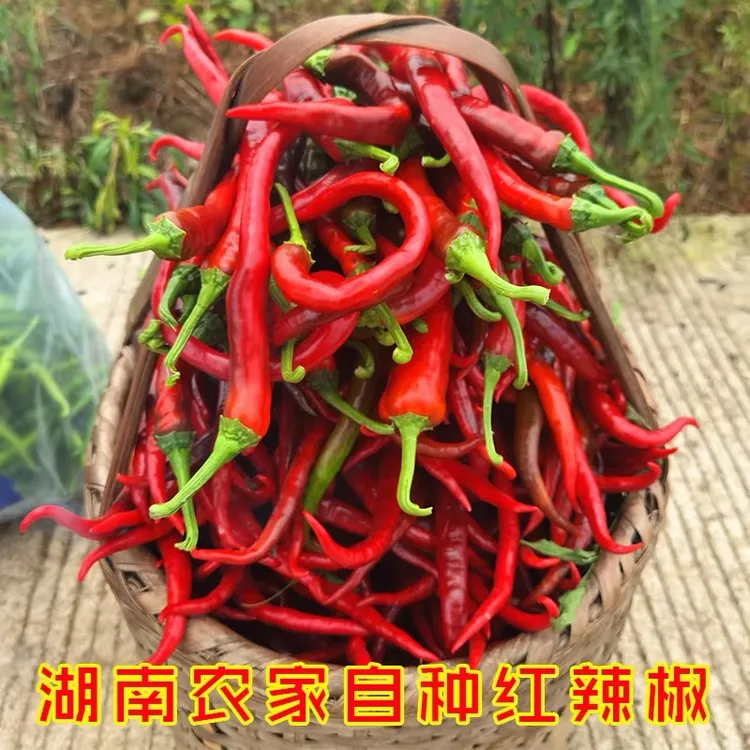 农家自种红薄皮现摘现发青红线椒土湖南本地湖南本地秋辣椒