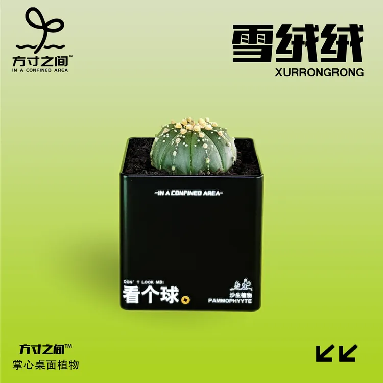 方寸之间-看个球M3雪绒绒仙人掌球桌面绿植微七夕节礼物送女友