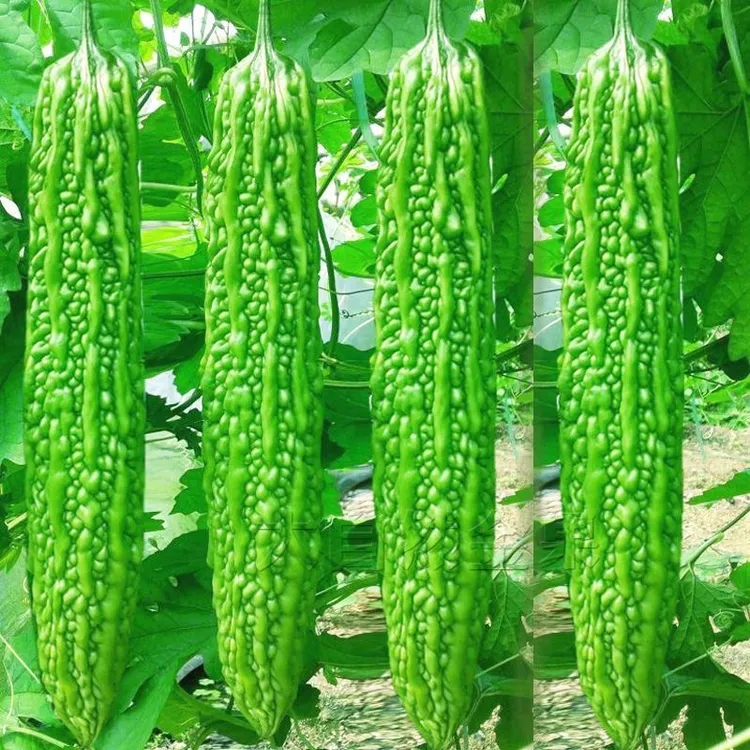 农家新鲜现摘青皮苦瓜炒菜榨汁的优质选择苦瓜怎么做好吃苦瓜新鲜