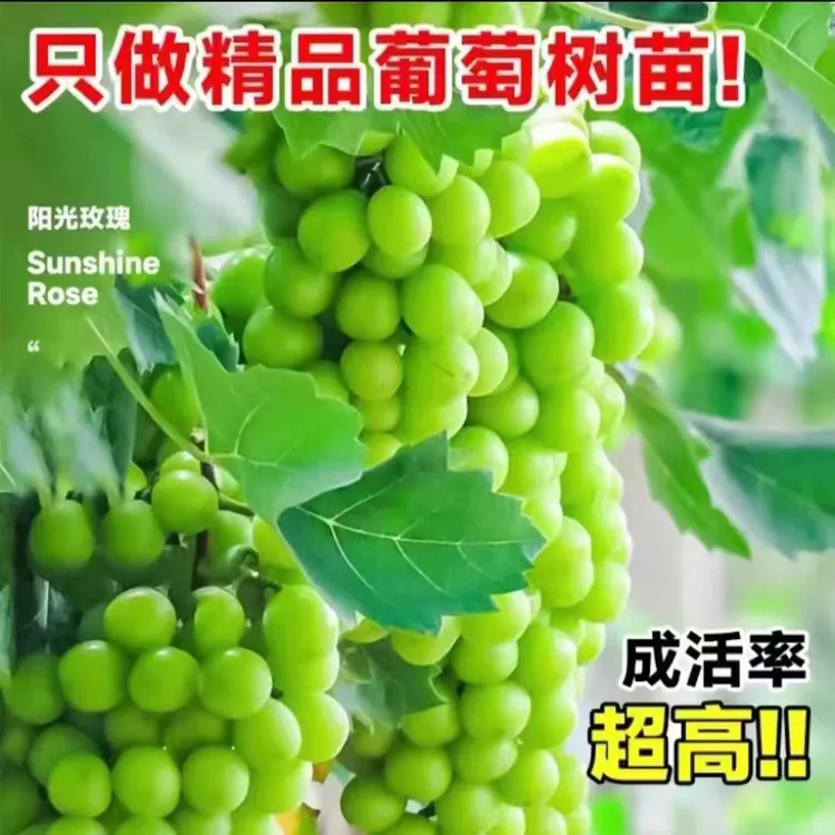 基地现挖现发【根系发达/包成活】葡萄树小苗 多品种扦插葡萄果树苗