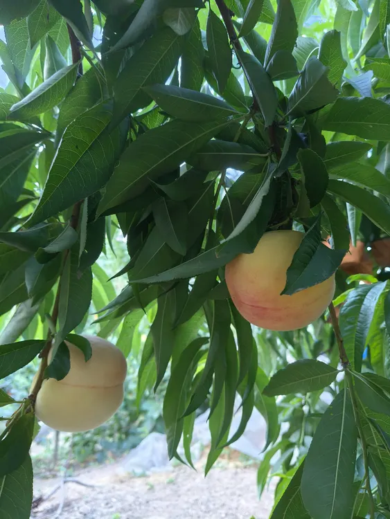 水蜜桃   一箱12个装