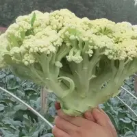 松花菜秧苗新松青梗散花耐热耐寒高产蔬菜花菜秧苗有机优蔬菜苗