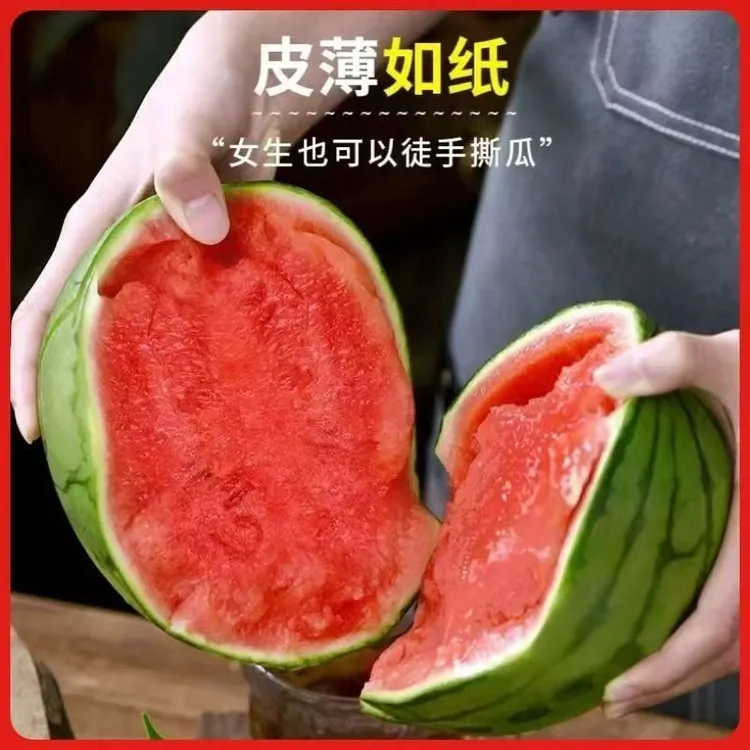 甘肃沙漠小糖丸手剥2K小吊瓜一藤一瓜小西瓜应季高端水果