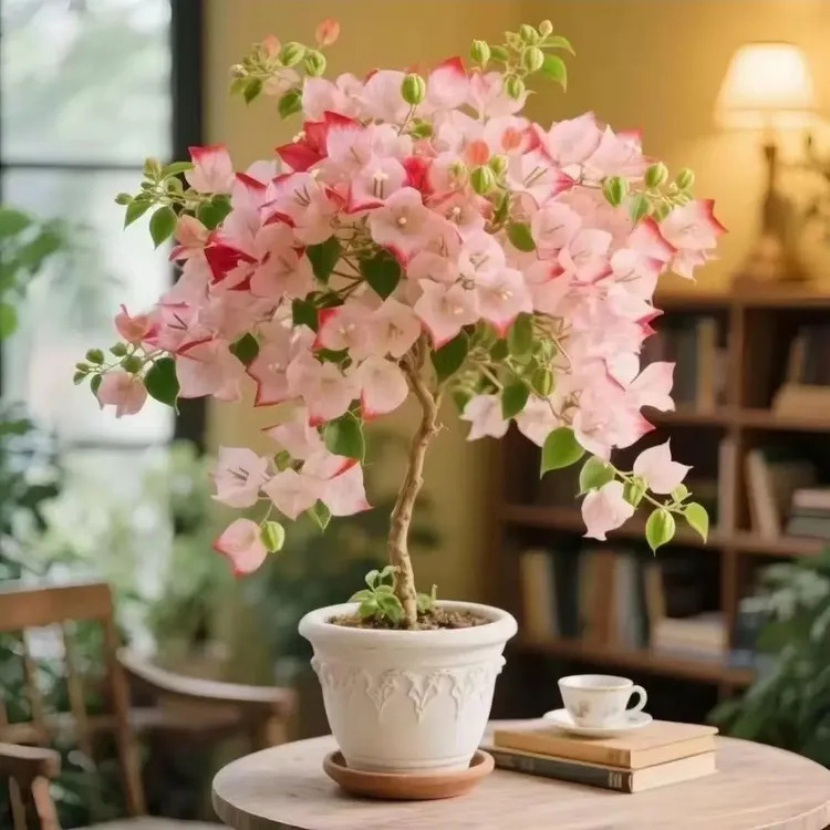 【新品】三角梅树苗老桩盆栽四季开花耐寒耐旱好养易活花卉绿植庭院