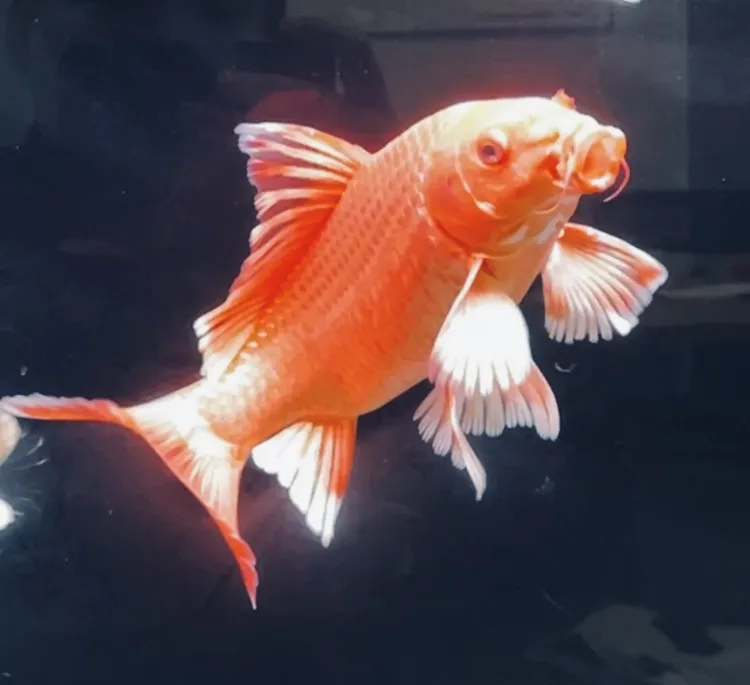 红色蝴蝶鲤普身普短观赏鱼适合新手饲养