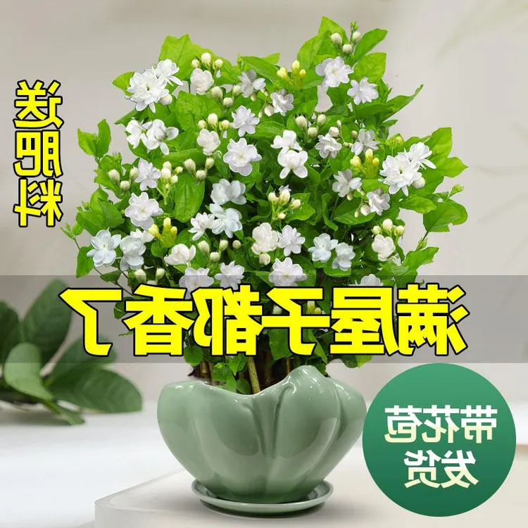 茉莉花苗盆栽带花苞九里香老桩驱蚊花卉植物室内浓香四季开花好养