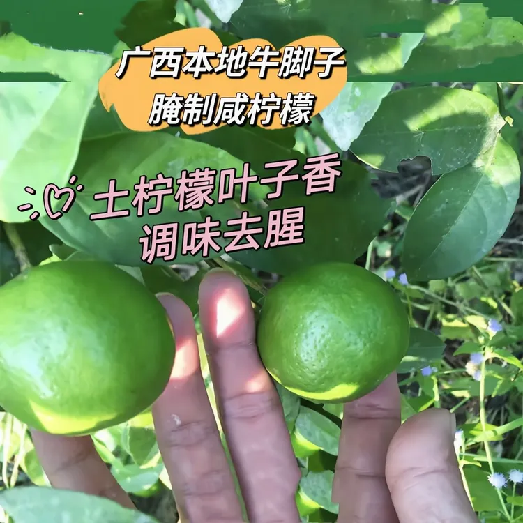 广西本地土柠檬树苗正宗牛脚子薄皮柠檬苗可泡咸柠檬厨房大料