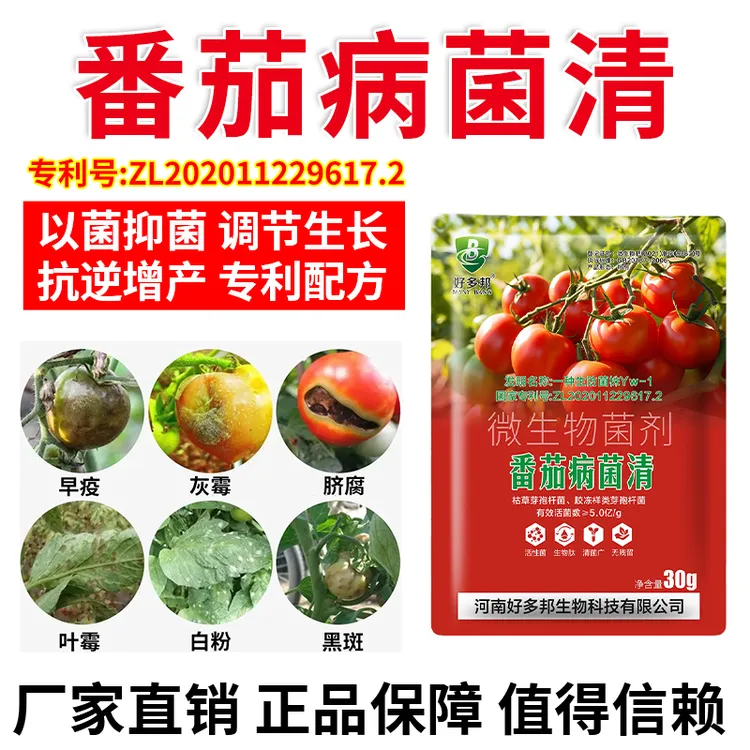 番茄病菌清专利配方番茄炭疽灰霉青枯叶斑卷叶黄叶正品微生物菌剂