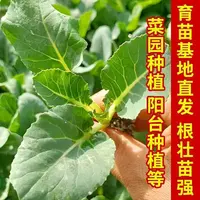 【苗场直发】蔬菜秧苗西兰花秧苗带土发货四季高产早熟阳台庭院南北