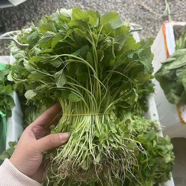 【食用益母草/鸭母草2斤可煮汤可炒菜】潮汕本地农家菜新鲜现摘现发