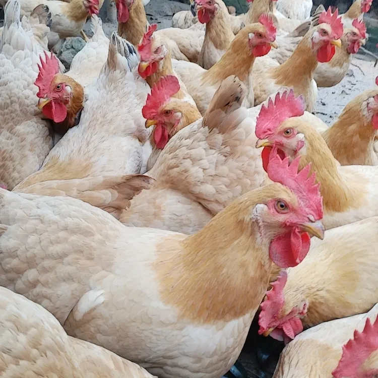 高端生态走山三黄鸡（宠物鸡）