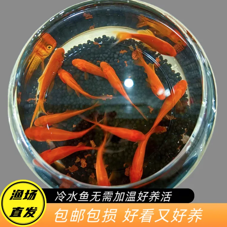 7-9cm草金鱼9条送2条备损（颜色随机）耐活冷水观赏鱼