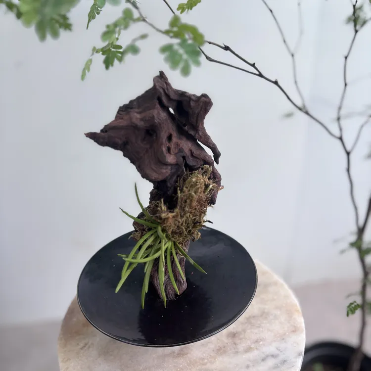 美好花园雅致耐荫室内意境茶台常绿成品沉木与长距风兰石