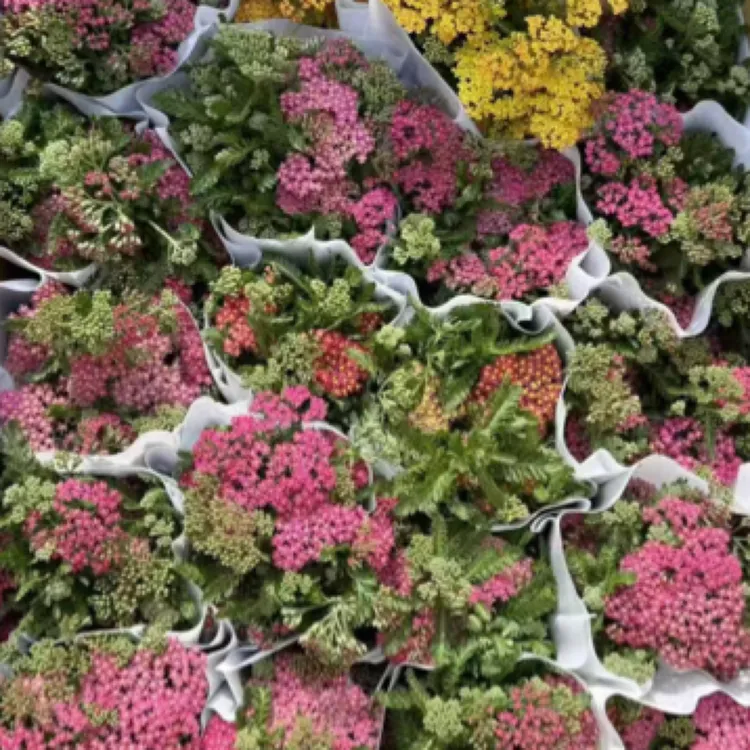 嗜草盆栽带花苞 多年生花园地栽花镜植物 花期长耐运输