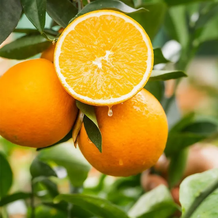 【大漠叔叔】江西赣南脐橙5斤装 单果（70mm~85mm）