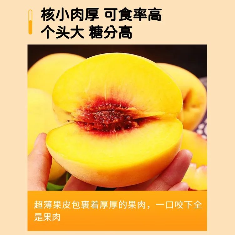 精品正宗黄桃蜜桃爆甜多汁新鲜现摘现发当季露天头茬头采香甜脆甜