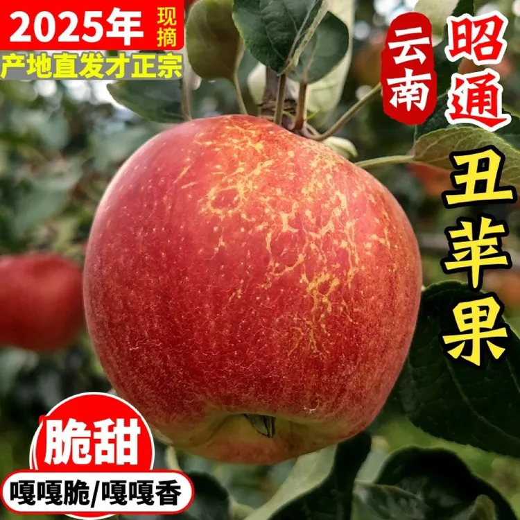 云南2025当季新鲜苹果现摘现发高原红富士丑苹果脆甜多汁