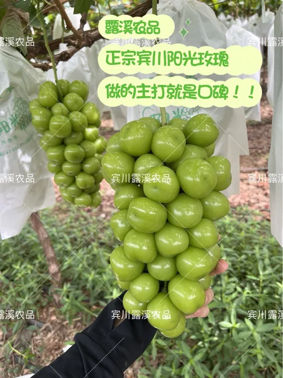 新鲜自然成熟应季云南阳光玫瑰无籽葡萄现采现发精品果