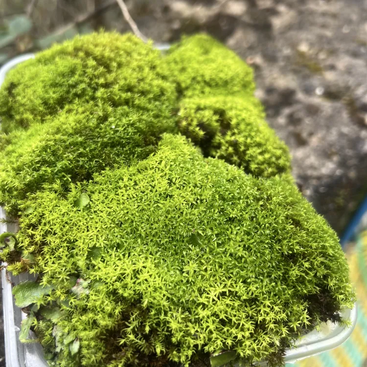 星星藓绿色苔藓盆景盆栽青苔绿植微景观造景造景植物使用