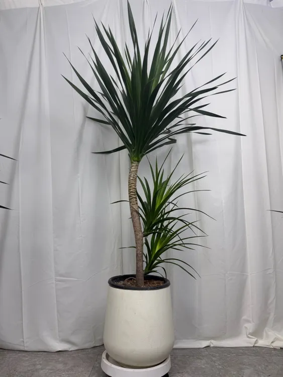 龙血树百合竹一盆一棵绿豆青室内大型绿植客厅办公室盆栽