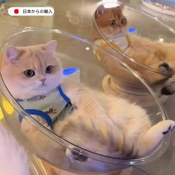 日本太空舱猫窝四季通用高透亚克力实木转盘冰窝猫咪玩具猫床一体