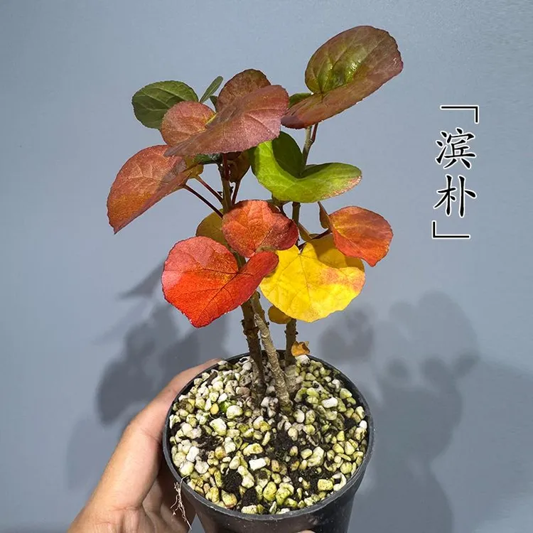 日本浜朴滨朴七彩叶子小盆栽室内好养迷你桌面盆栽