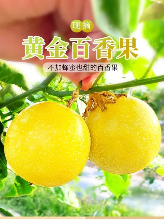 云南黄金百香果产地直发现摘新鲜钦蜜9号