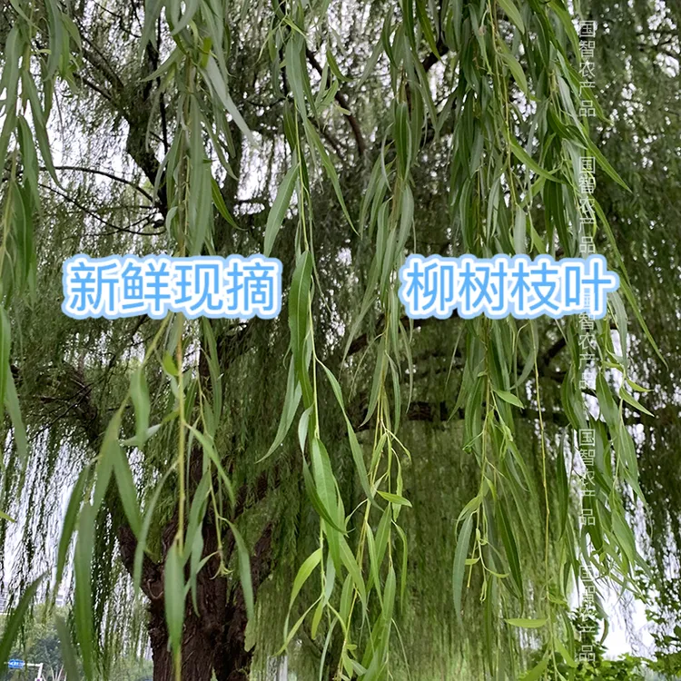 新鲜柳条叶子现摘现发柳枝观音柳树枝叶搬家开业乔迁供奉清明插柳