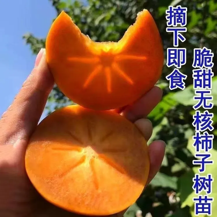 正宗嫁接脆甜柿子苗当年结果盆栽地栽庭院耐寒无核甜柿苗先挖现发