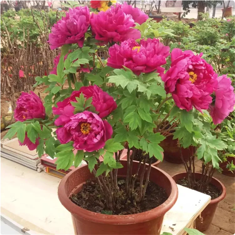 牡丹花苗盆栽大苗洛阳正宗带花苞牡丹花种耐寒重瓣花卉牡丹花树苗