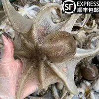 【 保鲜不包活】新鲜短腿小八代