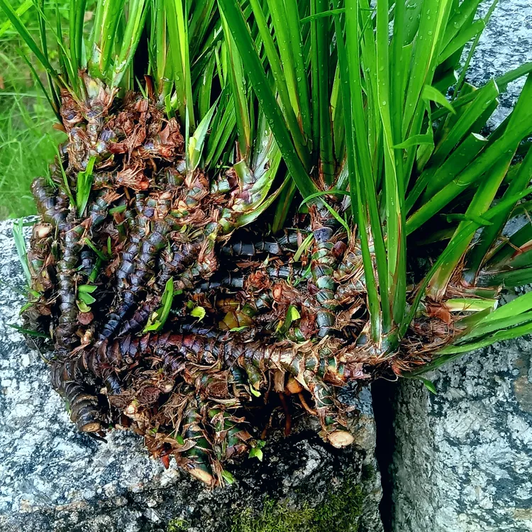 四季常绿耐寒耐荫可水培净化水质的石菖蒲草本植物