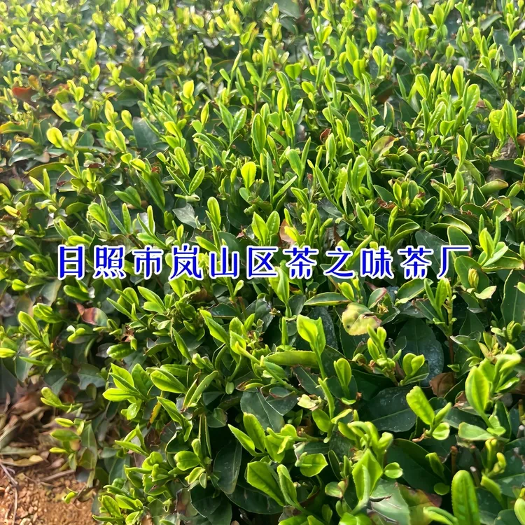 04、日照绿茶《四月花香豌豆鲜春茶》一芽俩叶下旬清香型