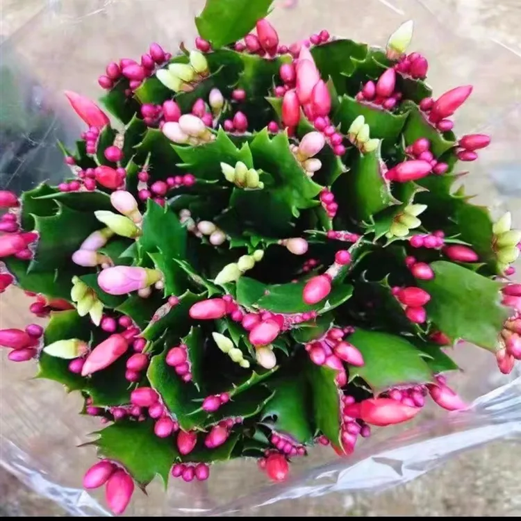 冬季蟹爪兰盆栽带花苞带盆多色嫁接重瓣进口新品四季开花好养花卉