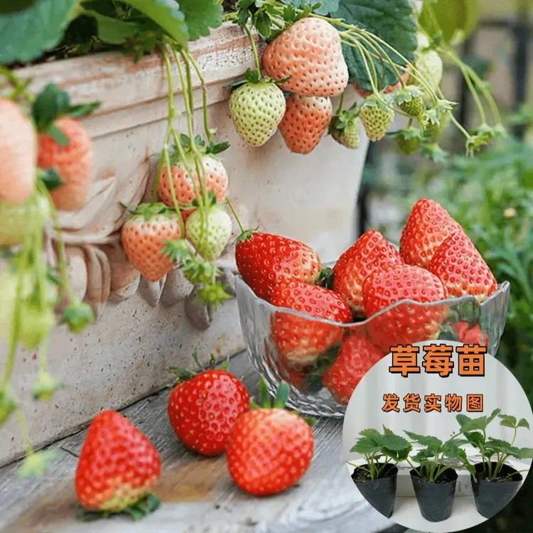 四季结果草莓苗奶油草莓种苗盆栽地栽精品穴盘四季结果商品图