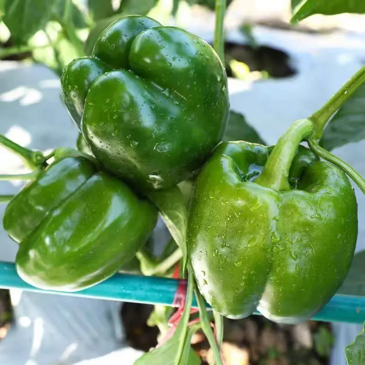 当季现摘现发产地直发绿圆椒菜椒甜椒太空椒可生食新鲜圆椒农家